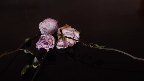 有关乾燥花, 洒, 玫瑰的免费素材视频