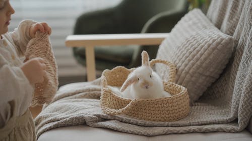 有关儿童, 兔子, 动物的免费素材视频