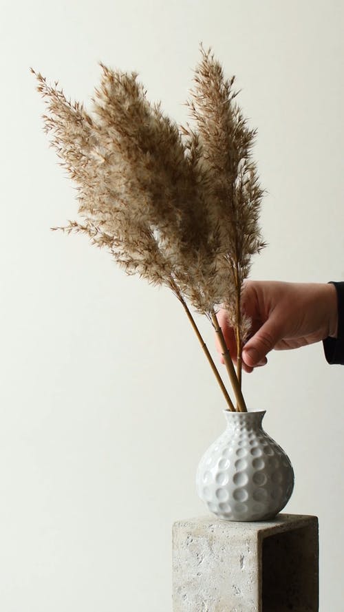 有关中性的背景, 乾燥花, 人的免费素材视频