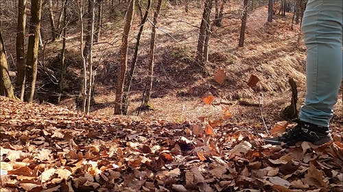 有关下落, 户外, 日光的免费素材视频