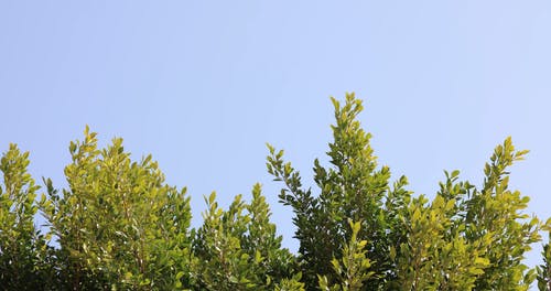 有关低角度拍摄, 分支机构, 和平的的免费素材视频