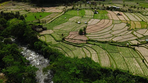 有关下田, 亚洲, 农艺学的免费素材视频