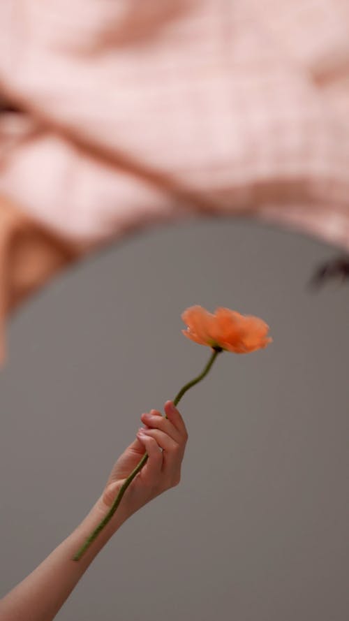 有关@户外, 垂直视频, 天性的免费素材视频