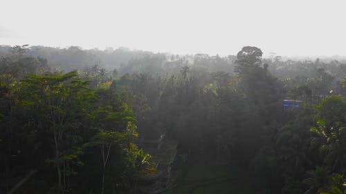 有关农田, 丛林, 户外的免费素材视频