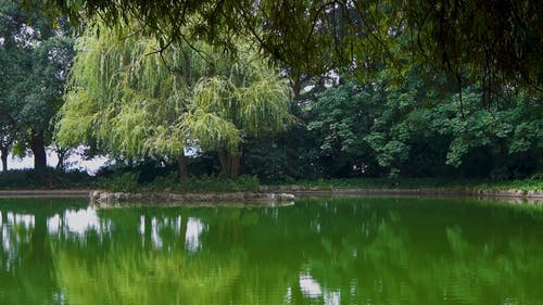 有关公园, 天性, 宁静的免费素材视频