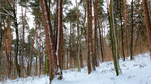 有关下雪的天气, 冬季, 冷的免费素材视频