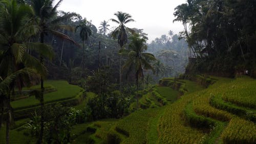 有关下田, 人造的, 印尼的免费素材视频