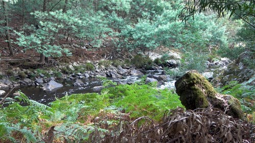 有关cinemagraph, 天性, 宁静的免费素材视频