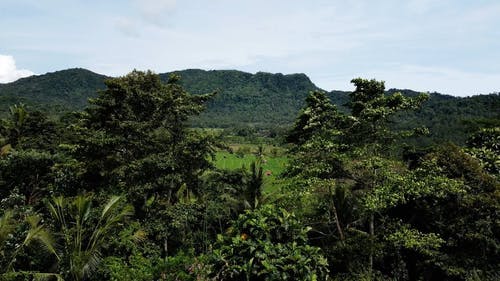 有关下田, 农业用地, 农业领域的免费素材视频