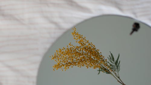 有关Flatlay, 增长, 天性的免费素材视频