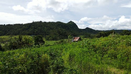 有关下田, 亚洲, 农艺学的免费素材视频