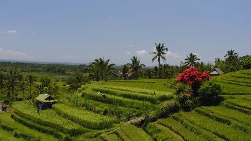 有关下田, 农业用地, 印尼的免费素材视频