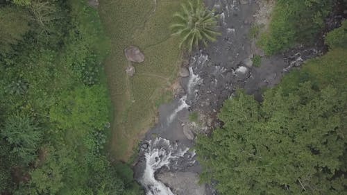 有关丛林, 天性, 急流的免费素材视频