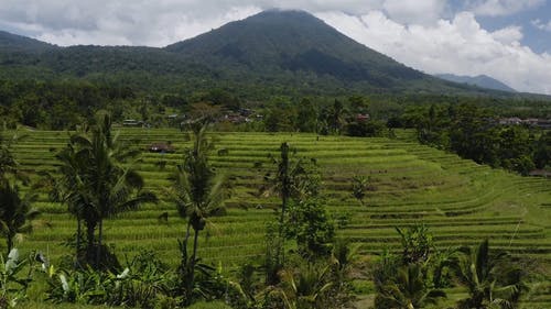 有关下田, 印尼, 土地的免费素材视频