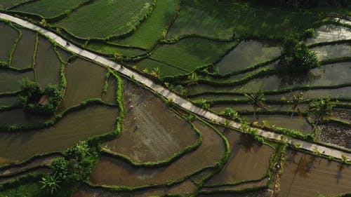 有关乡村小路, 农业用地, 农业领域的免费素材视频