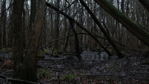 有关4k, 下雨, 丛林的免费素材视频