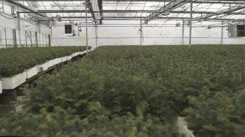 有关健康, 增长, 天性的免费素材视频