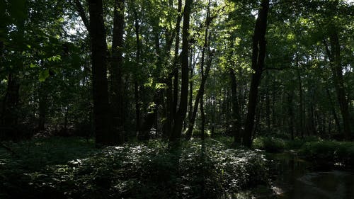 有关4k视频, 分支机构, 天性的免费素材视频