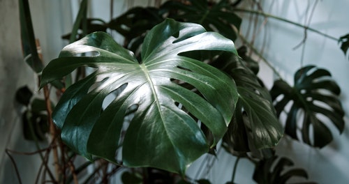 有关monstera deliciosa,喷雾器,增长的免费素材视频