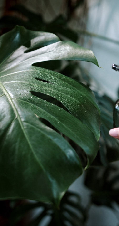 有关monstera deliciosa,人,喷的免费素材视频