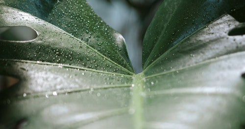 有关monstera deliciosa,增长,天性的免费素材视频