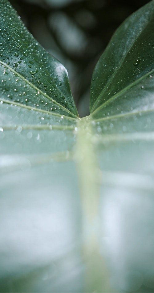 有关monstera deliciosa,垂直视频,增长的免费素材视频