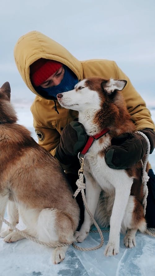 有关下雪的天气, 人, 人类最好的朋友的免费素材视频