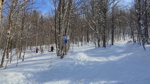 有关休闲, 冒险, 冬季森林的免费素材视频