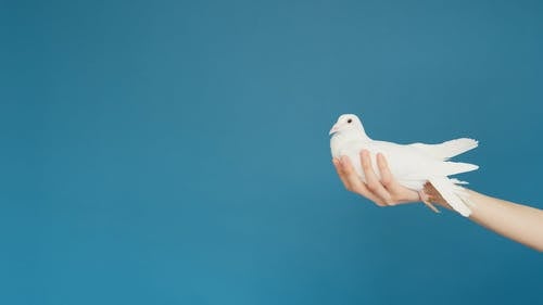有关Copyspace, 可爱, 希望的免费素材视频
