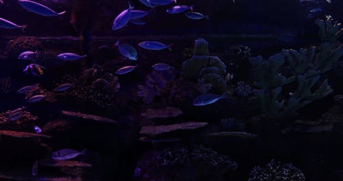 有关天性, 平静, 水下的免费素材视频