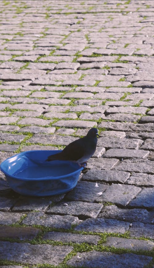 有关动物, 垂直视频, 桶的免费素材视频