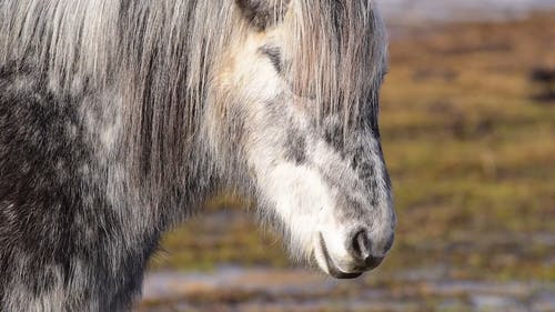 有关冰岛马, 冰岛, 动物的免费素材视频