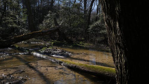 有关天性, 户外, 森林的免费素材视频