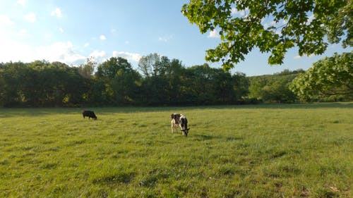 有关动物养殖, 哺乳动物, 奶牛的免费素材视频