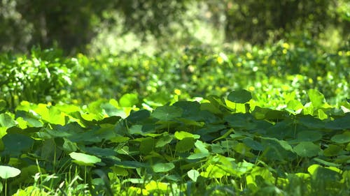 有关三叶草, 园林植物, 专注的免费素材视频