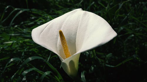 有关和平百合, 宏观, 微距拍摄的免费素材视频