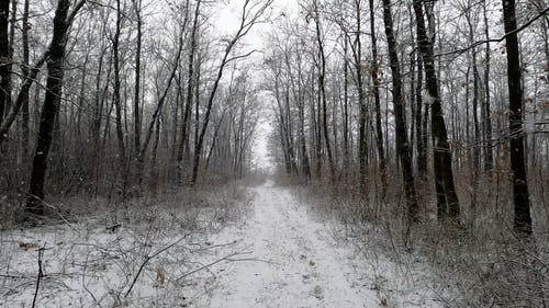 有关下雪, 下雪的, 低角度视图的免费素材视频