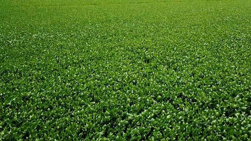 有关天性, 植物, 树叶的免费素材视频