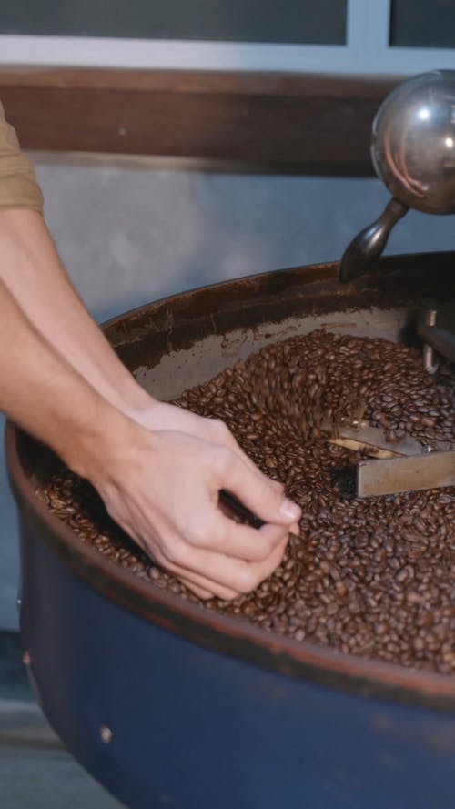 有关咖啡种子, 咖啡豆, 垂直视频的免费素材视频