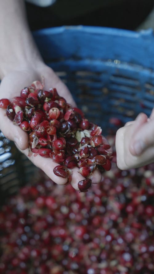 有关向上丢, 咖啡樱桃, 垂直视频的免费素材视频