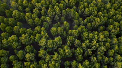 有关天性, 森林, 树木的免费素材视频