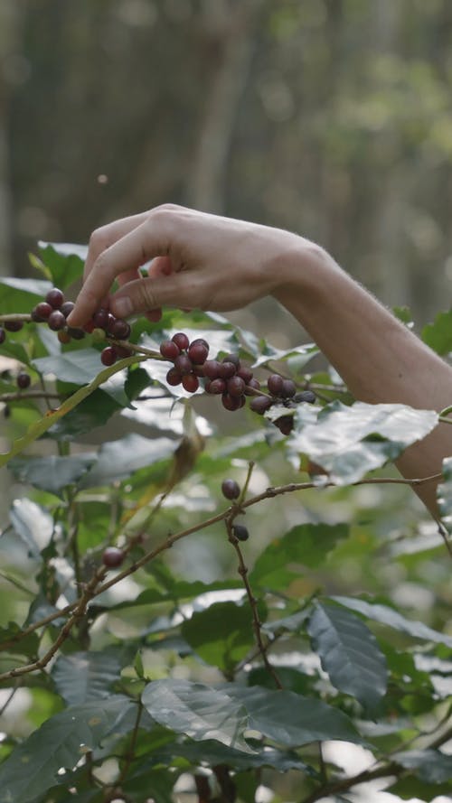 有关人, 咖啡樱桃, 垂直视频的免费素材视频