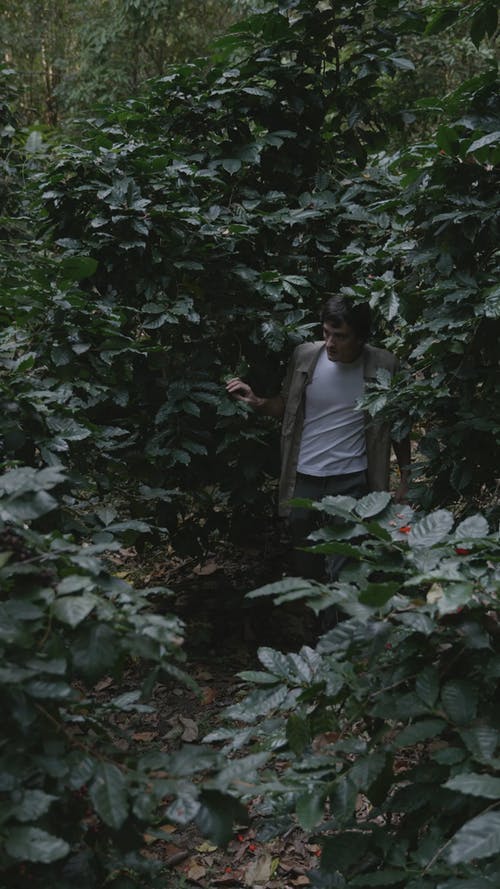 有关人, 家伙, 咖啡植物的免费素材视频