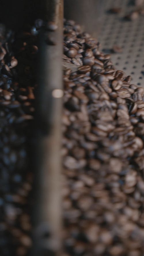 有关咖啡种子, 垂直视频, 有机的免费素材视频