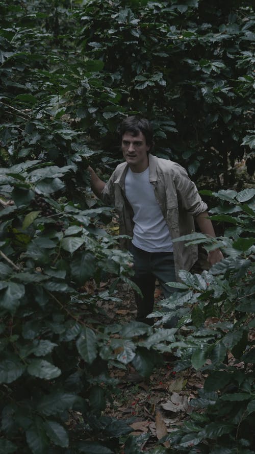 有关人, 家伙, 咖啡植物的免费素材视频