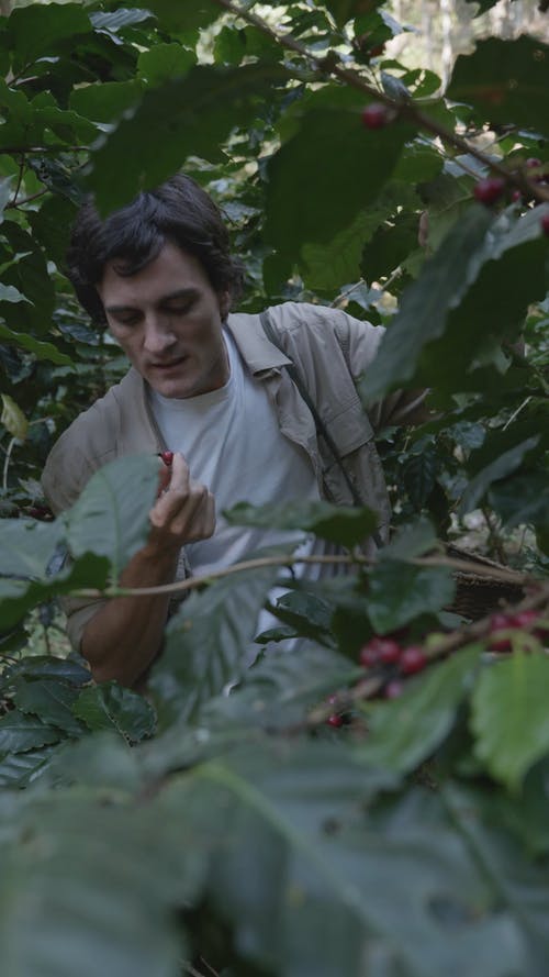 有关人, 吃, 咖啡樱桃的免费素材视频