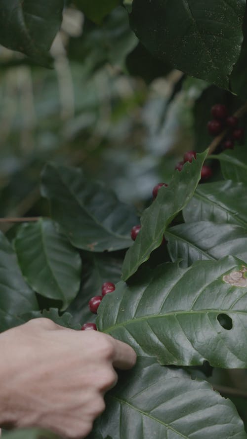 收获阿拉比卡种子的人 · 免费素材视频