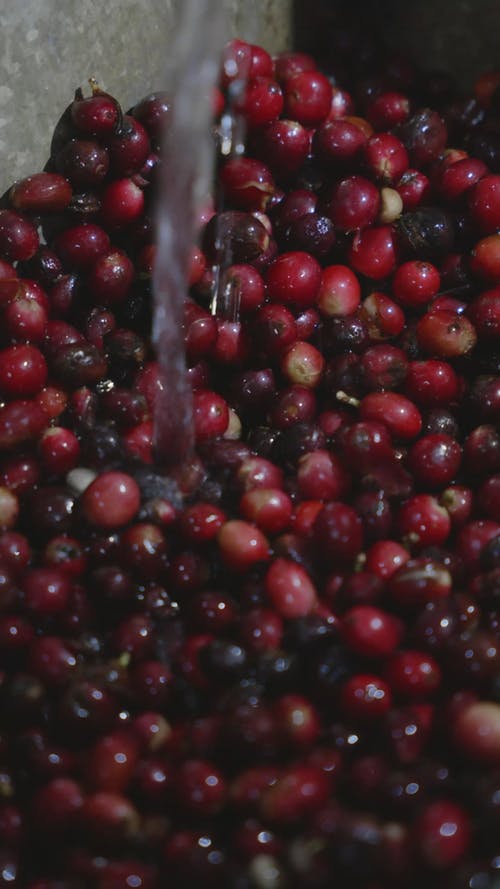 有关倾注, 咖啡, 咖啡豆的免费素材视频