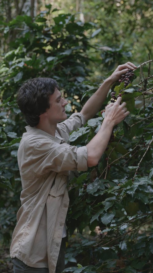 有关人, 家伙, 咖啡植物的免费素材视频