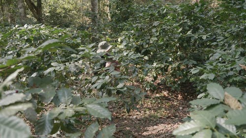 有关下田, 人, 分支机构的免费素材视频